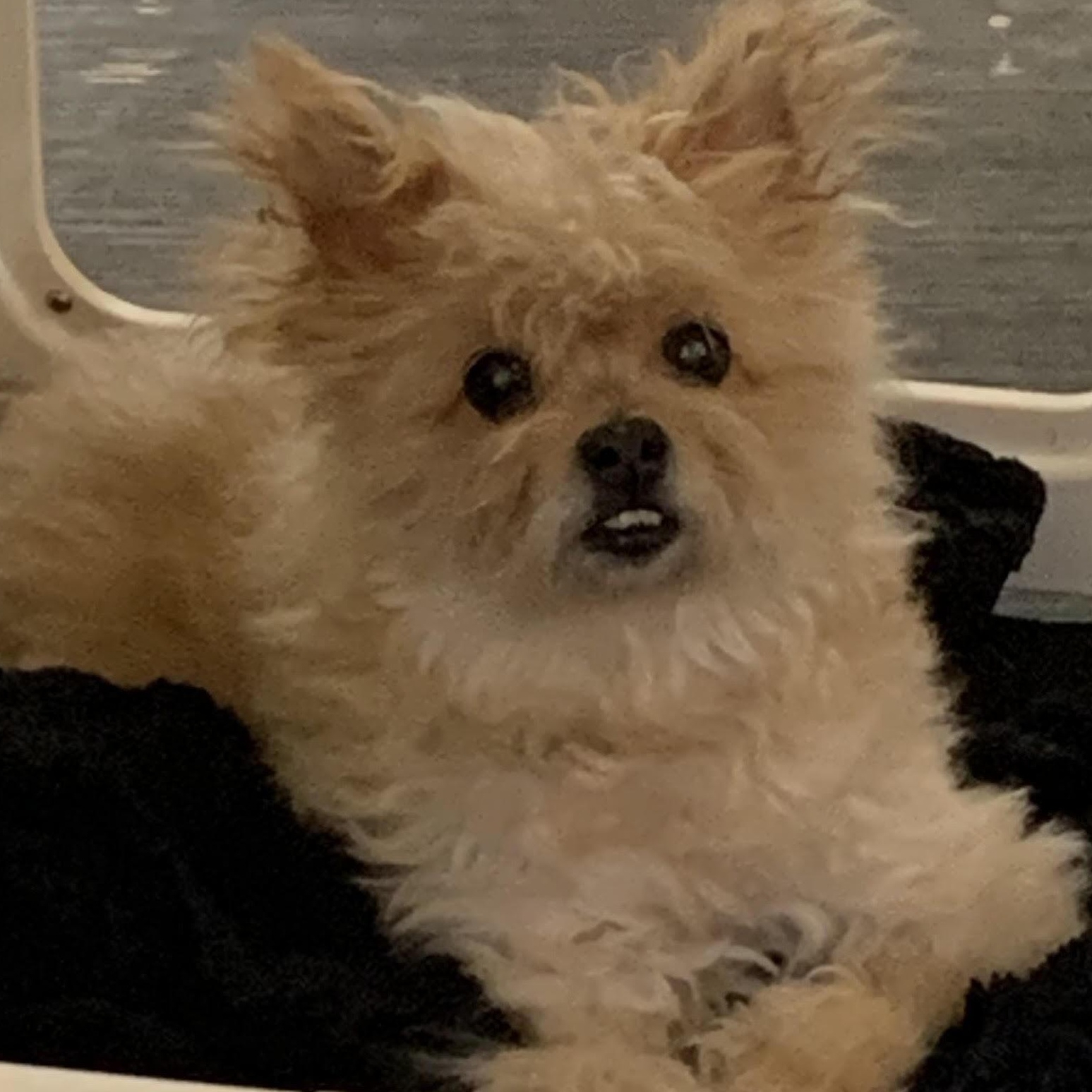 Princess Pearl our Quiet Little Old Lady, a Adoptable mixed breed in Marlton, NJ image 5/6