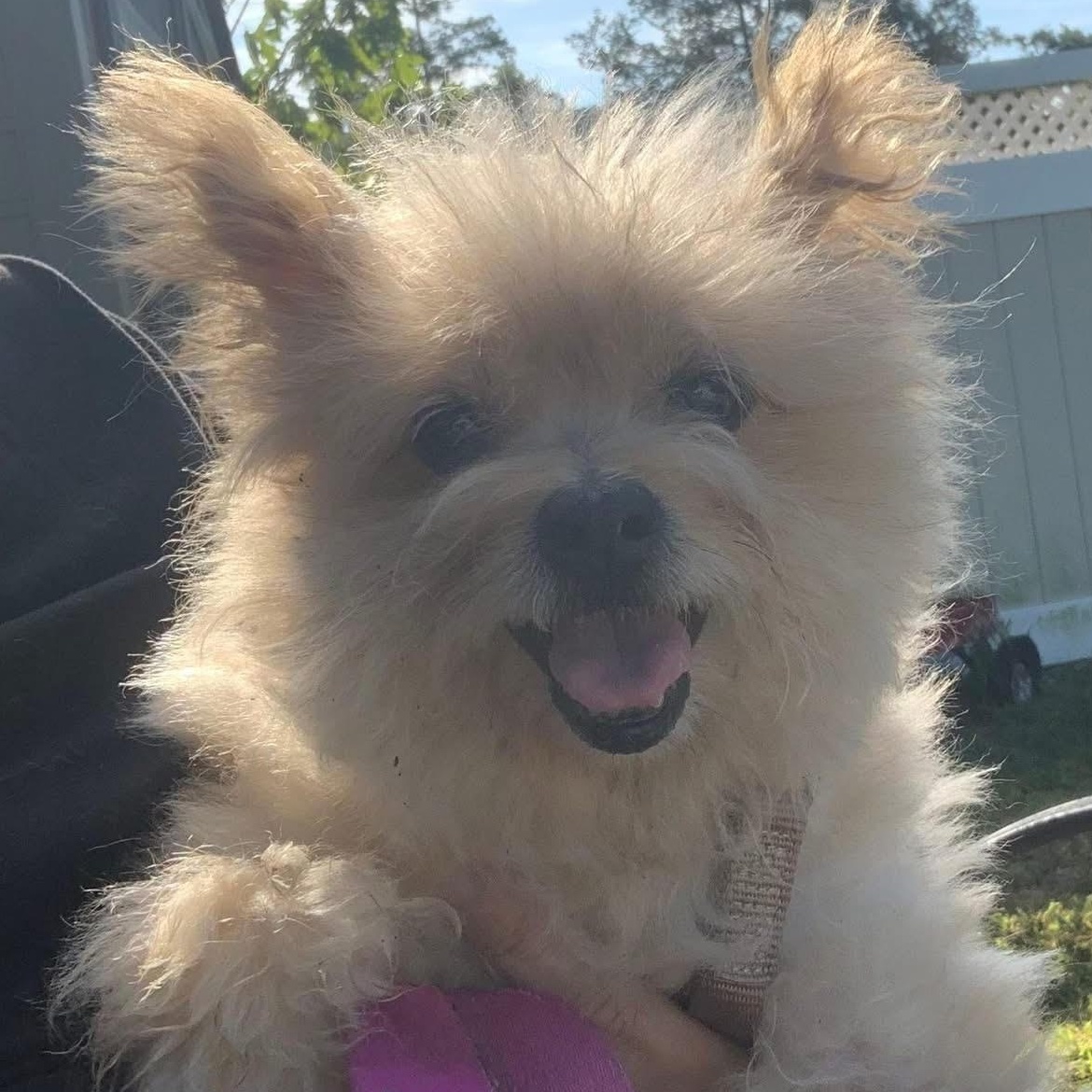 Princess Pearl our Quiet Little Old Lady, Adoptable, Senior Female Terrier.