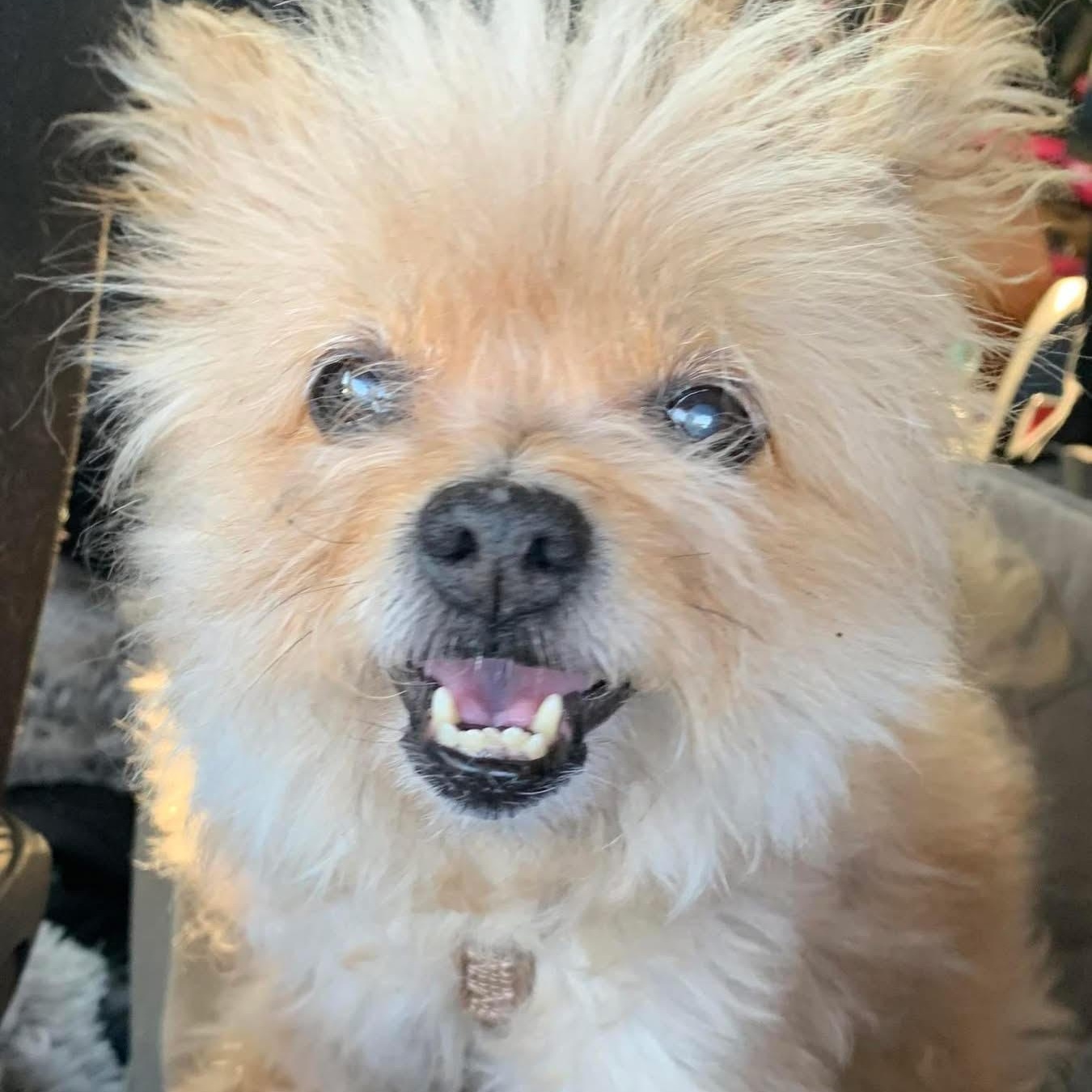 Princess Pearl our Quiet Little Old Lady, a Adoptable mixed breed in Marlton, NJ image 3/6