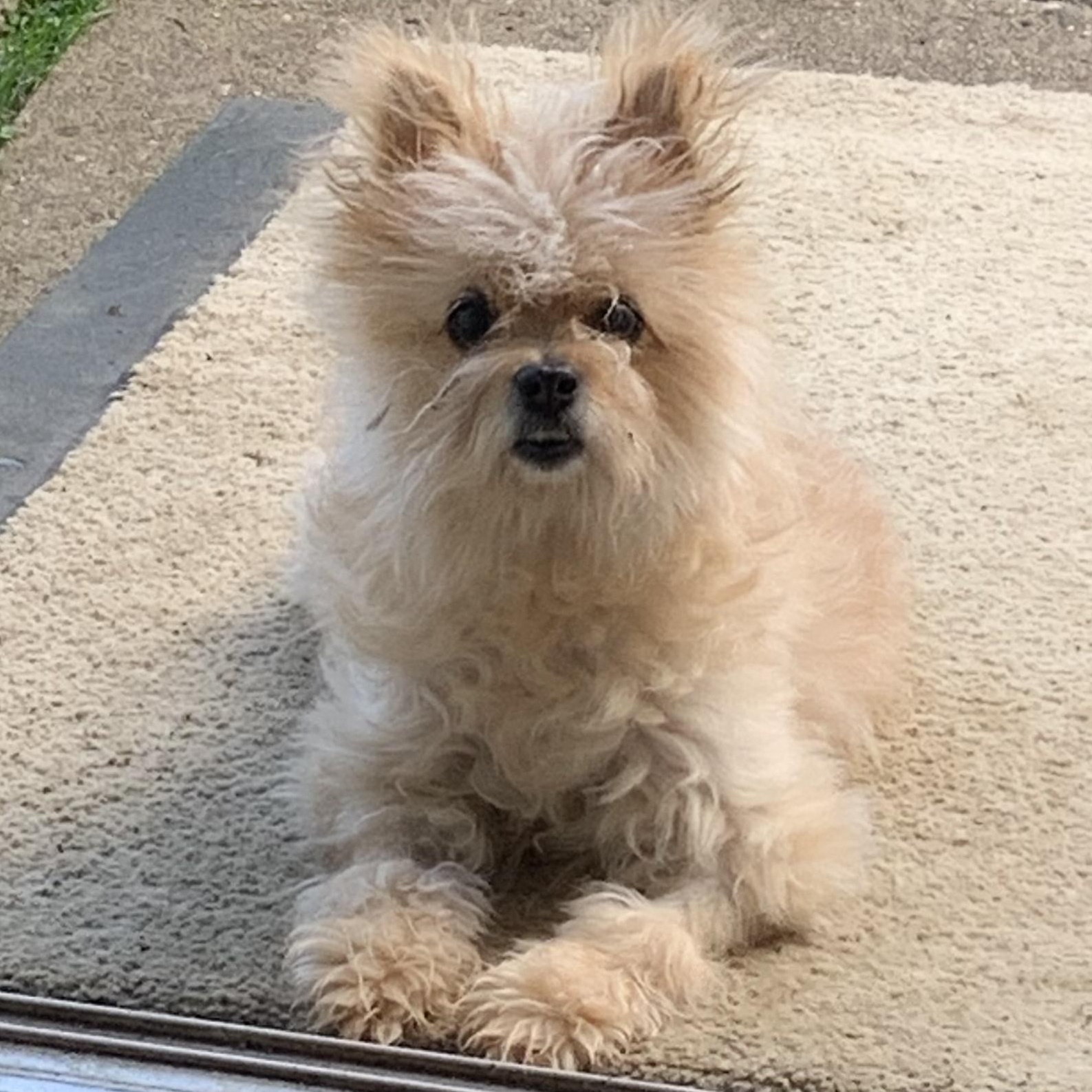 Princess Pearl our Quiet Little Old Lady 1