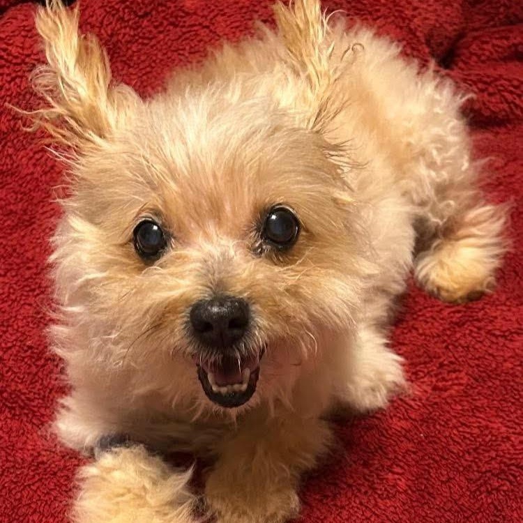 Princess Pearl our Quiet Little Old Lady, a Adoptable mixed breed in Marlton, NJ image 4/6