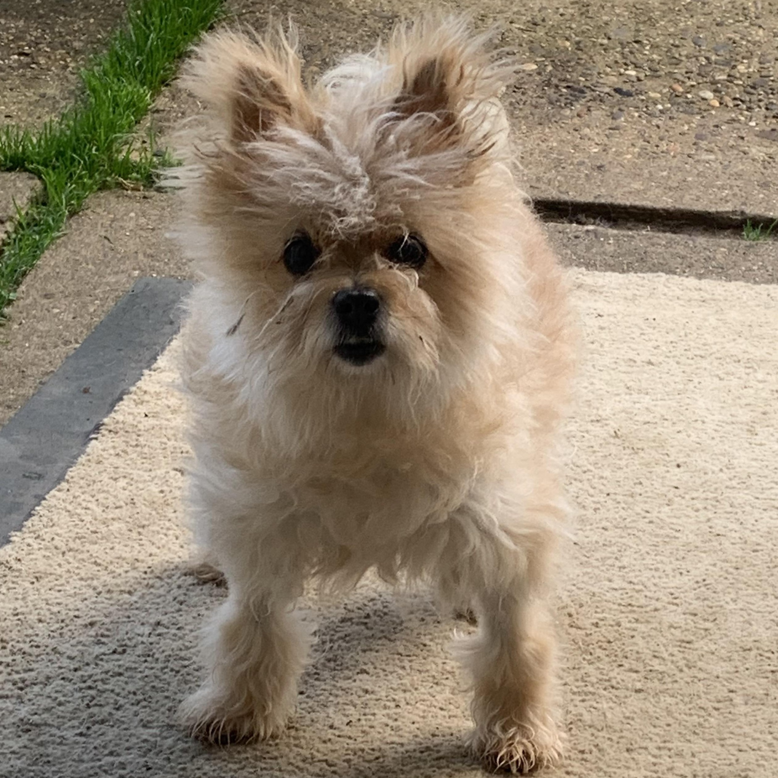 Princess Pearl our Quiet Little Old Lady 6