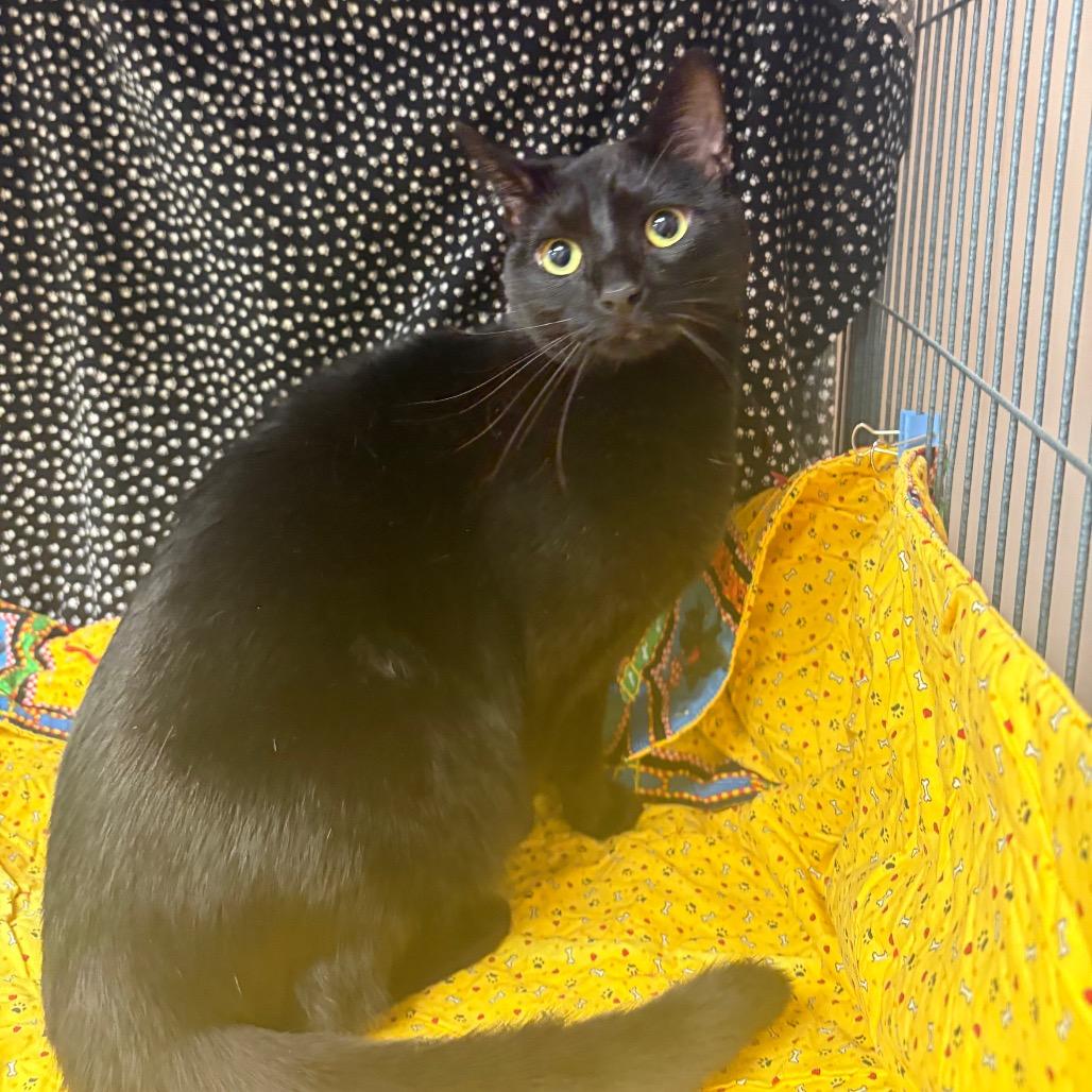 Charm, Adoptable, Adult Female Domestic Short Hair.