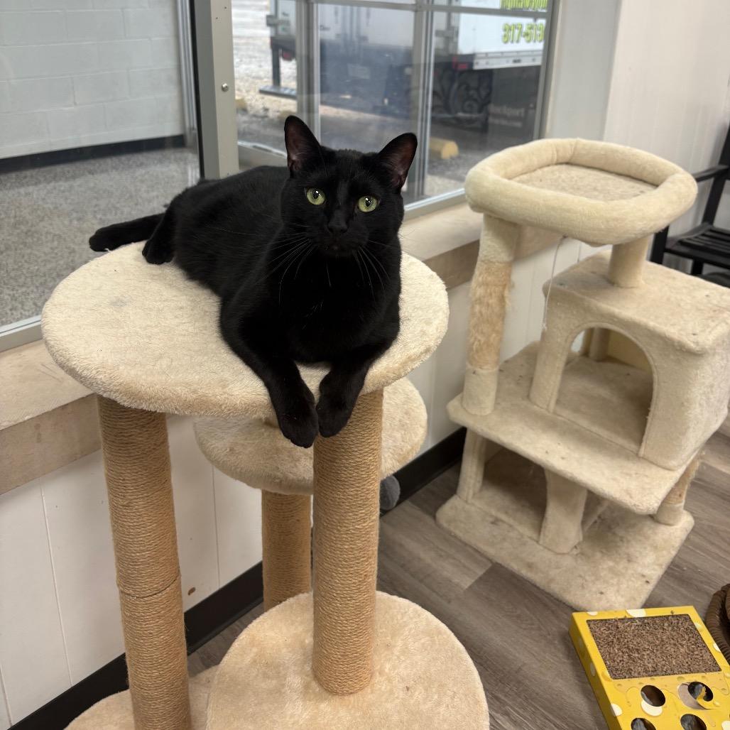 Enlarge Charm, a Adoptable Domestic Short Hair in Greenfield, IN image 2/6