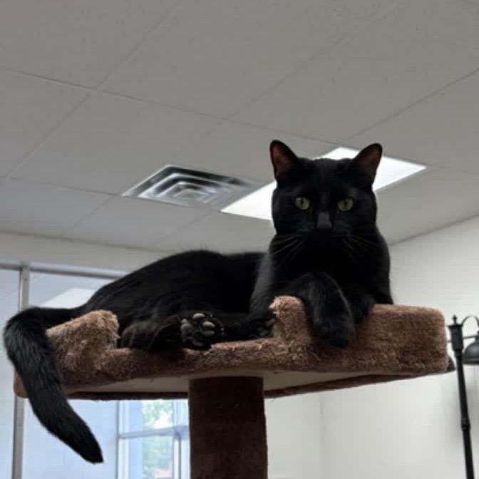 Enlarge Charm, a Adoptable Domestic Short Hair in Greenfield, IN image 2/3