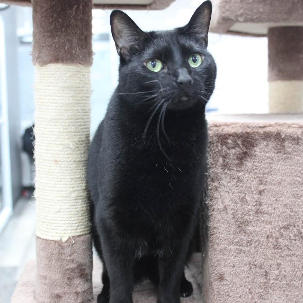 Enlarge Charm, a Adoptable Domestic Short Hair in Greenfield, IN image 4/6