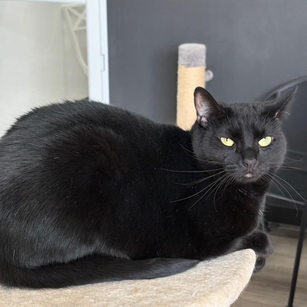 Charm, a Adoptable Domestic Short Hair in Greenfield, IN image 3/4