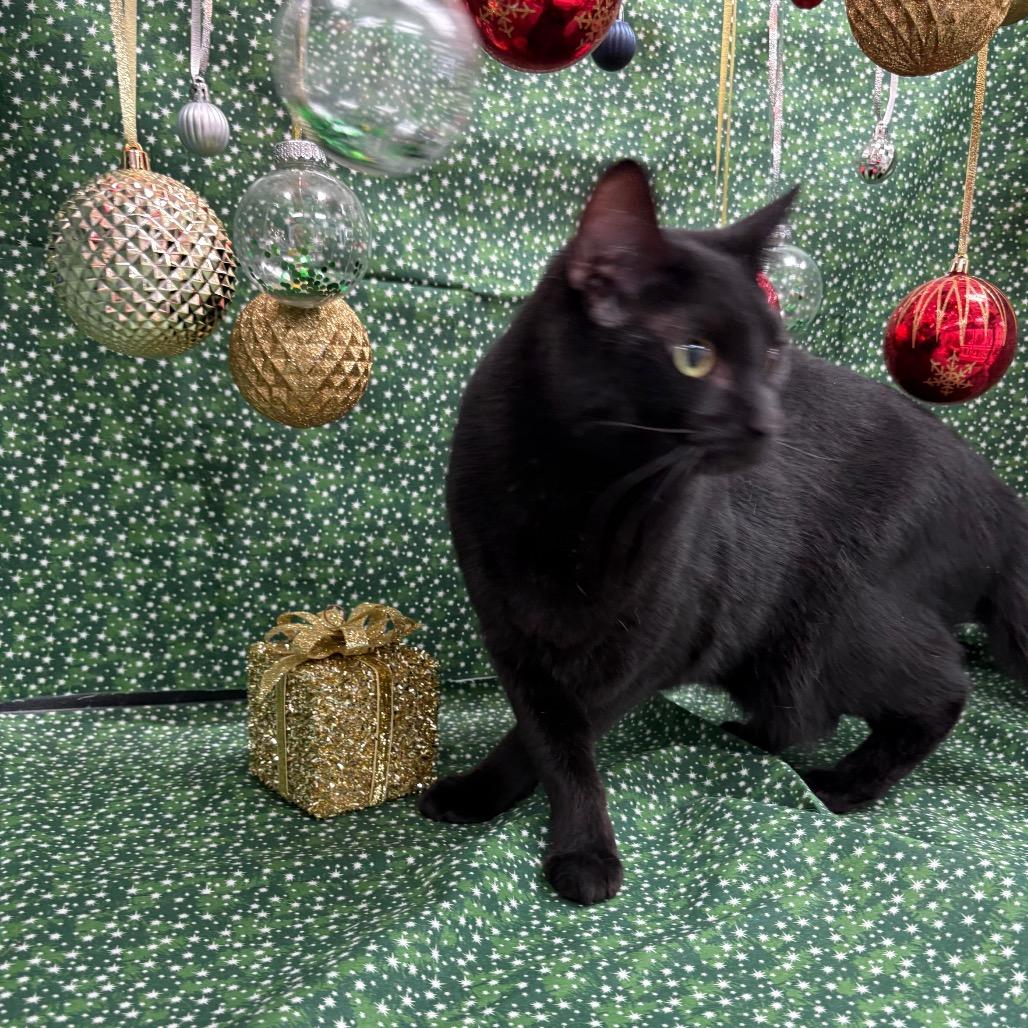 Enlarge Charm, a Adoptable Domestic Short Hair in Greenfield, IN image 2/2