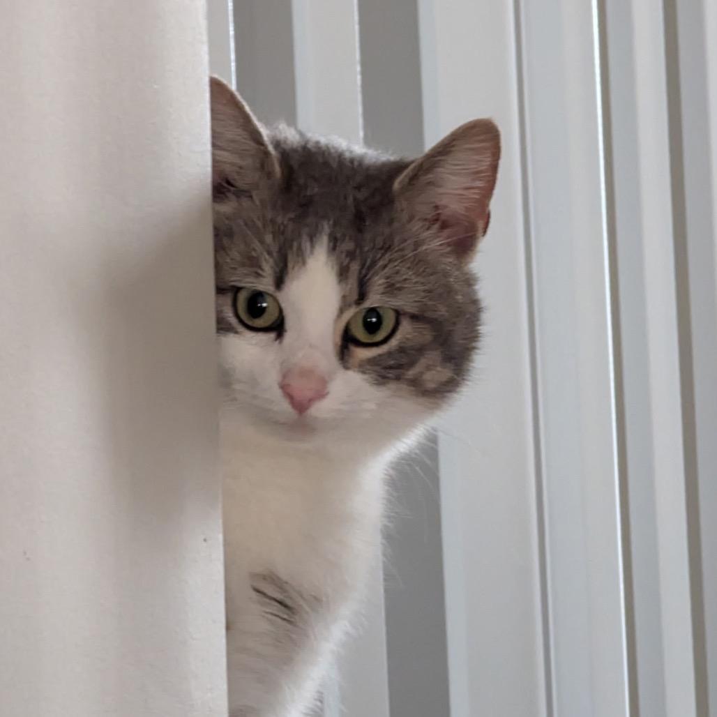 Tama, Adoptable, Young Male Domestic Short Hair & Domestic Short Hair.