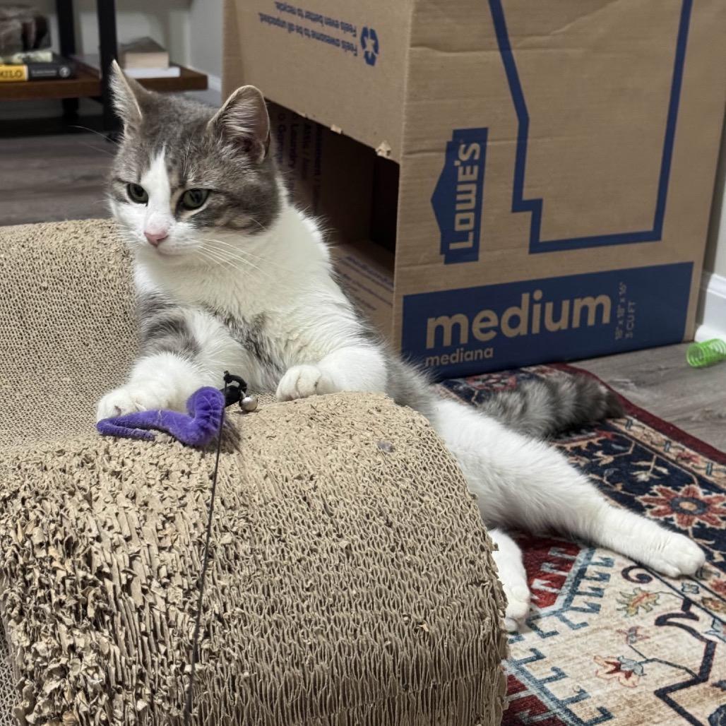 Enlarge Tama, a Adoptable mixed breed in Columbia, MO image 2/4