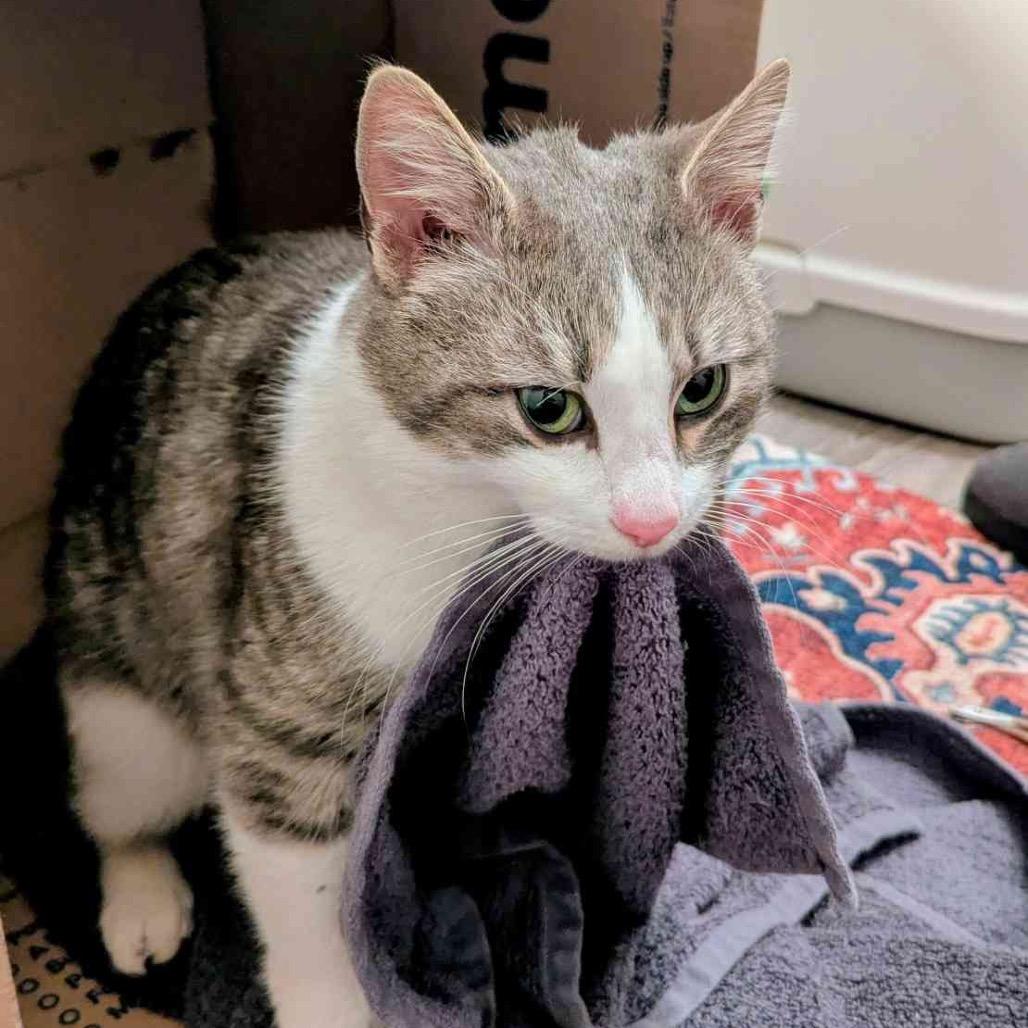 Enlarge Tama, a Adoptable mixed breed in Columbia, MO image 3/4