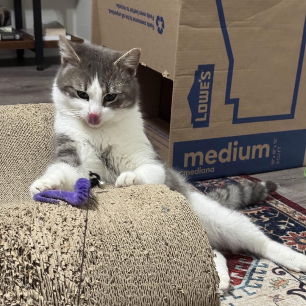 Enlarge Tama, a Adoptable mixed breed in Columbia, MO image 4/4