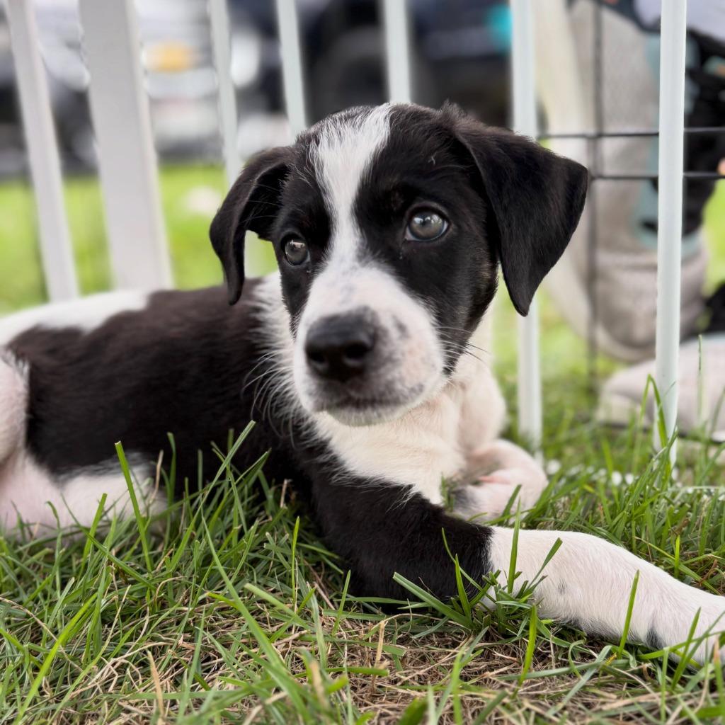 Milli, Adoptable, Puppy Female Mixed Breed.