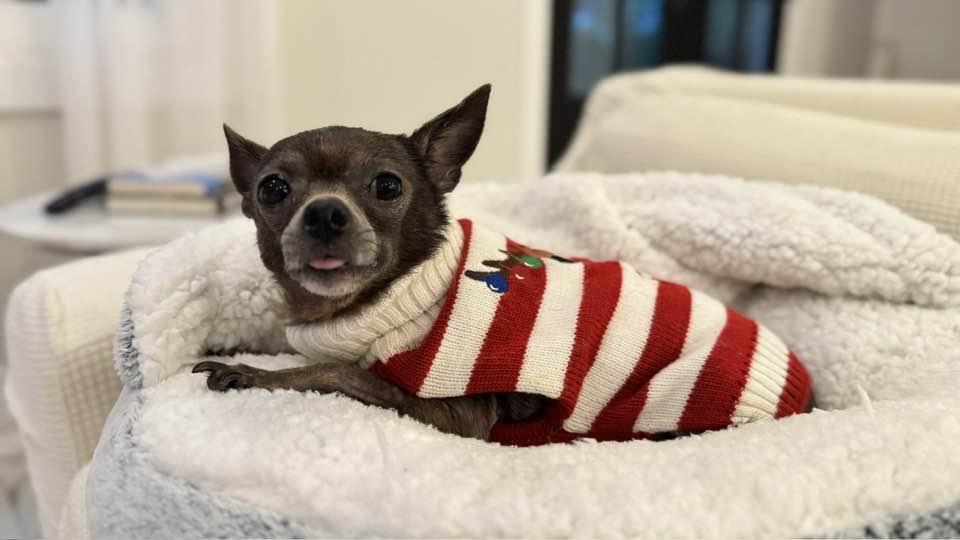 Ruby, a Adopted Chihuahua in Clifton, VA image 1/5