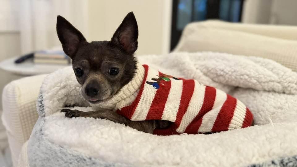 Ruby, a Adopted Chihuahua in Clifton, VA image 3/5