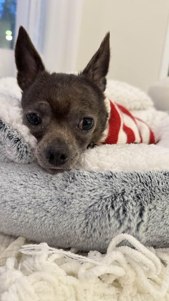 Ruby, a Adopted Chihuahua in Clifton, VA image 5/5