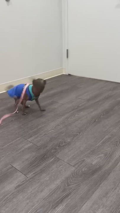 Enlarge Ruby, a Adopted Chihuahua in Clifton, VA video 4/5