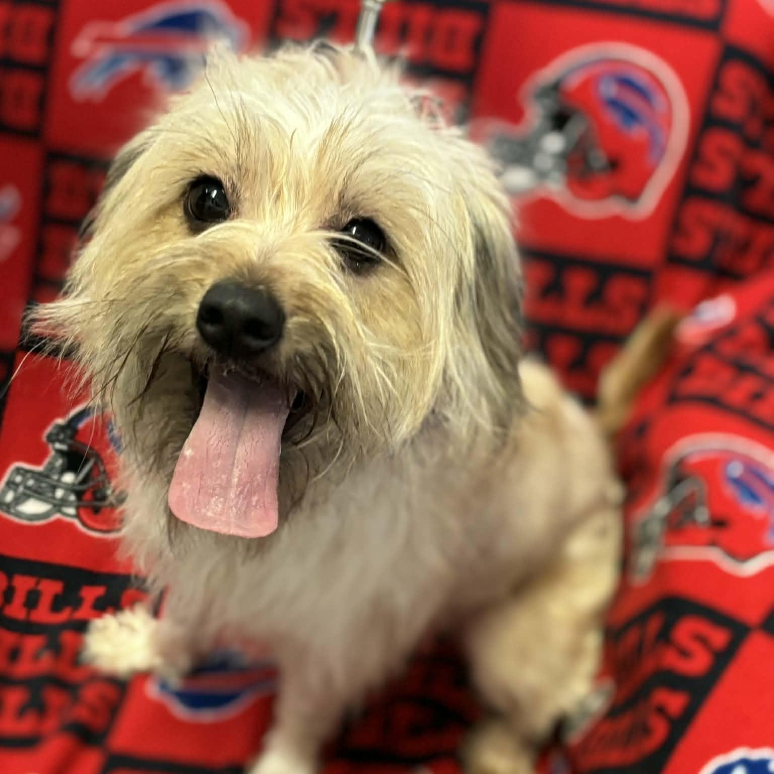 Enlarge Luna, an adopted Shih Tzu in Buffalo, NY image 4/4