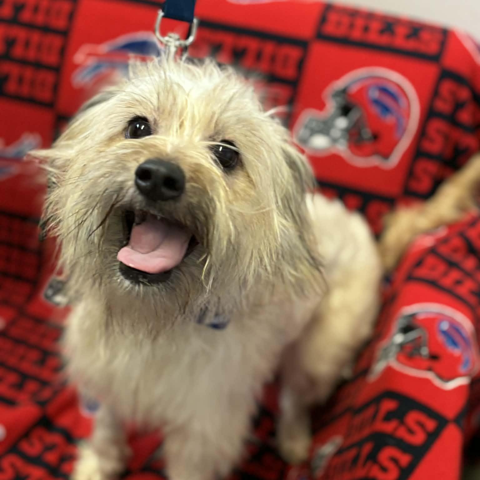 Enlarge Luna, an adopted Shih Tzu in Buffalo, NY image 2/4