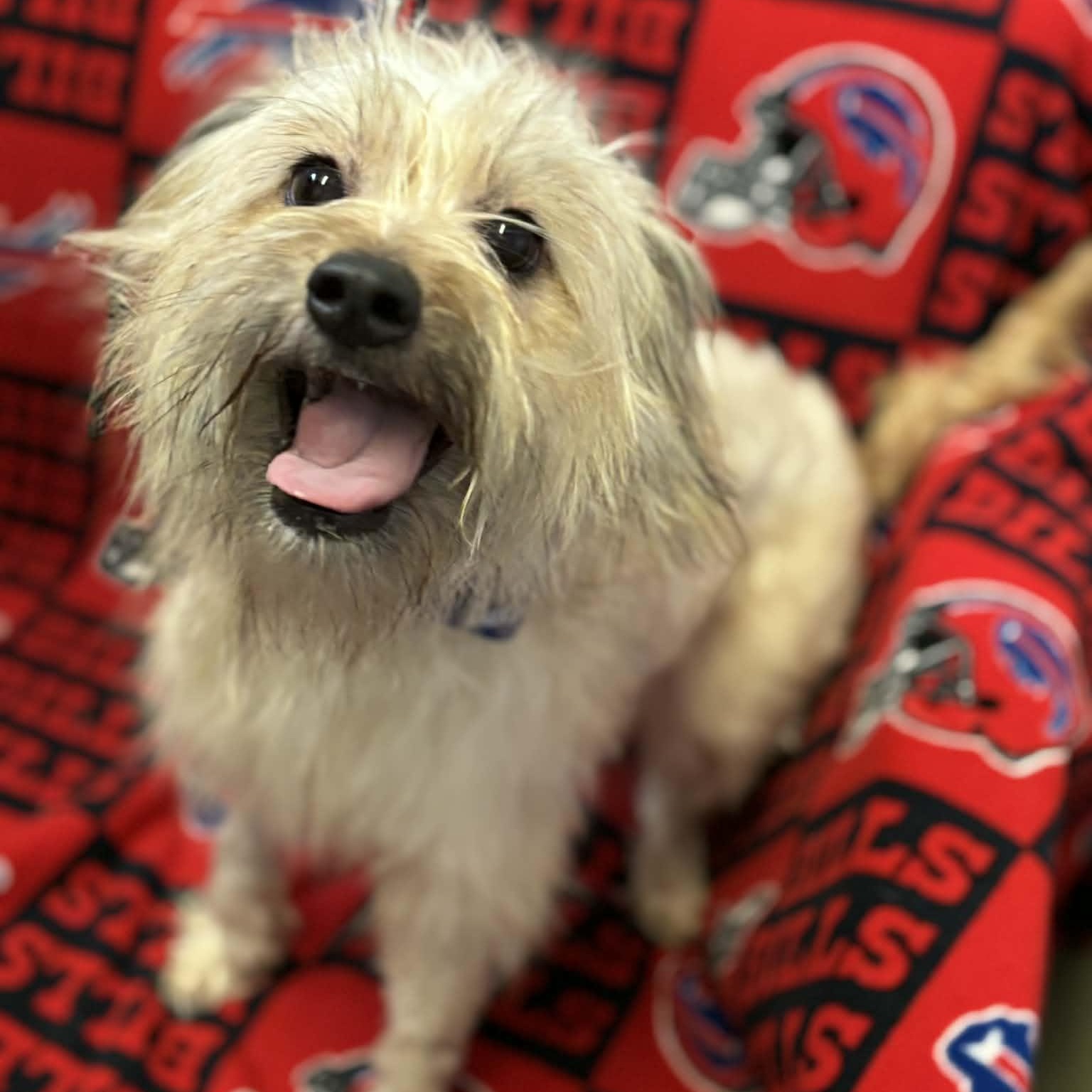 Enlarge Luna, an adopted Shih Tzu in Buffalo, NY image 1/4