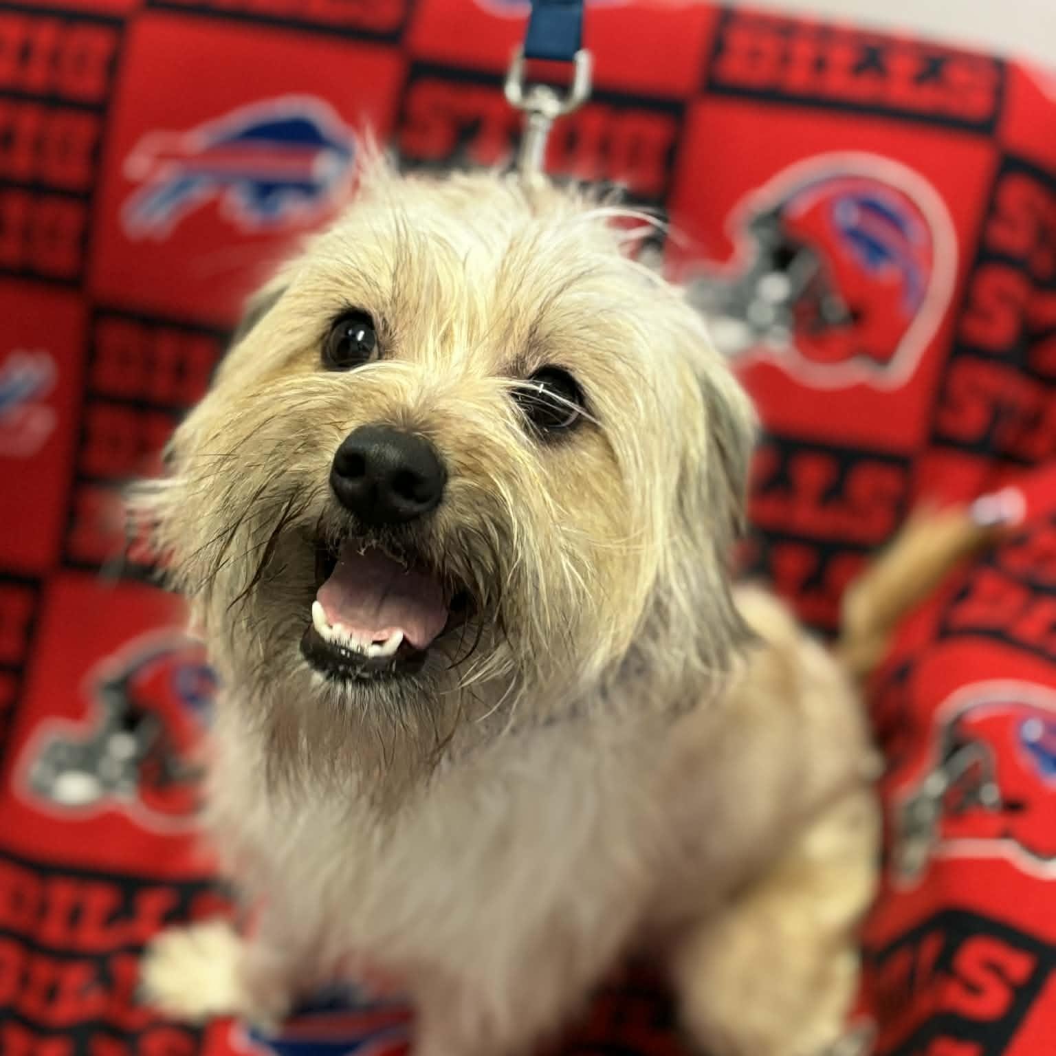 Enlarge Luna, an adopted Shih Tzu in Buffalo, NY image 3/4