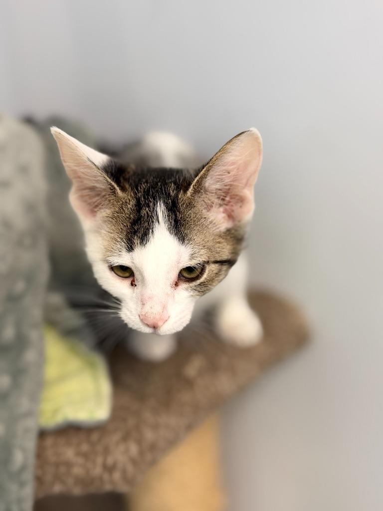 Enlarge ZIPPY, a Adoptable mixed breed in Algona, IA image 1/1