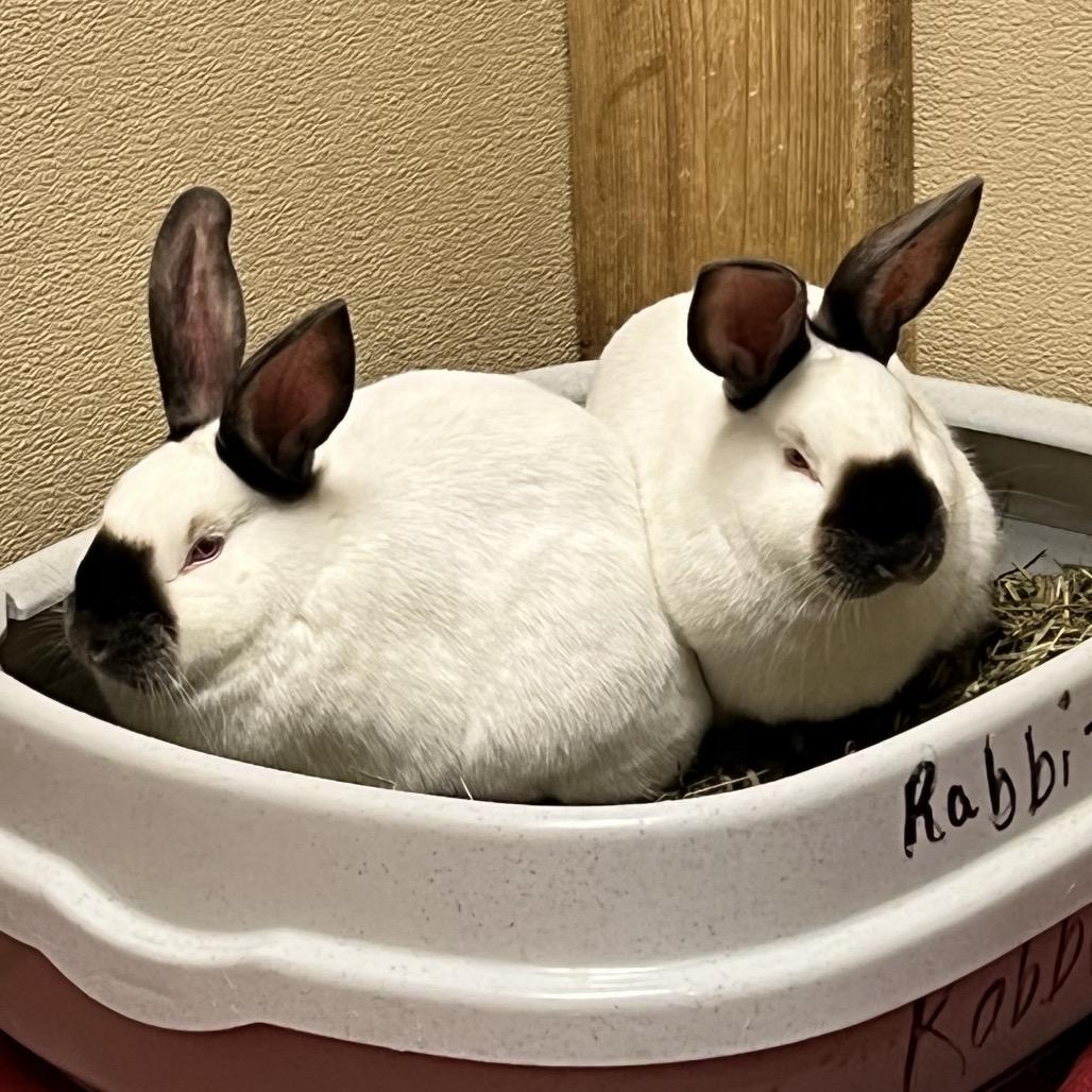 Kristoff, Adoptable, Baby Male Californian.