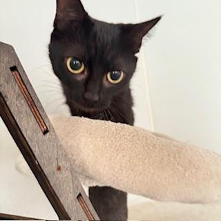 Leia, ADOPTABLE, Adult Female Domestic Short Hair.