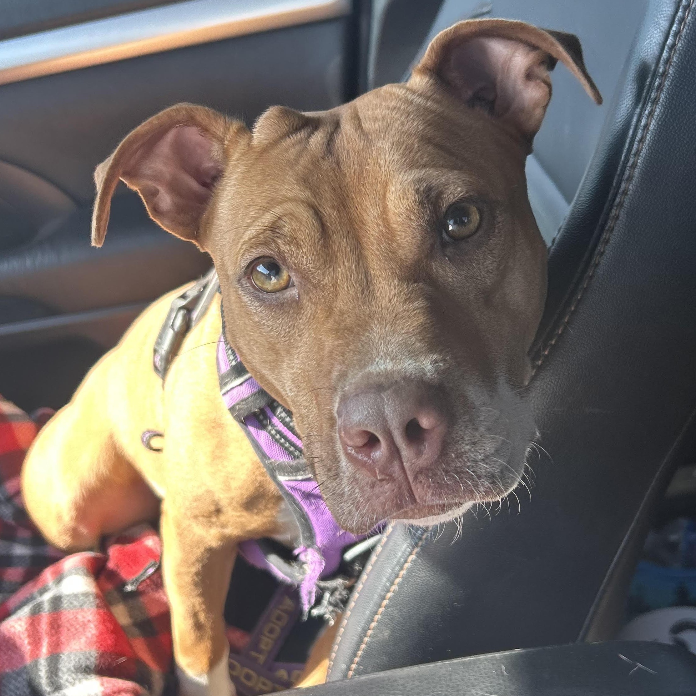 Enlarge Dottie, a Adoptable mixed breed in Water Valley, MS image 3/6