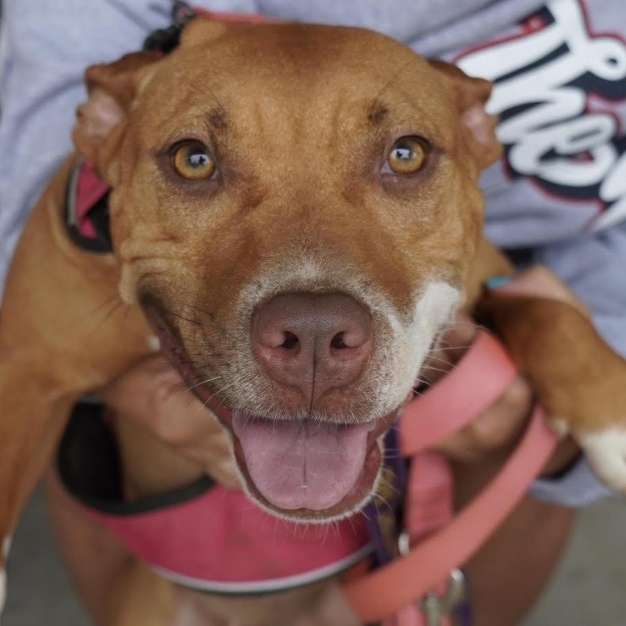 Dottie, Adoptable, Adult Female Hound.