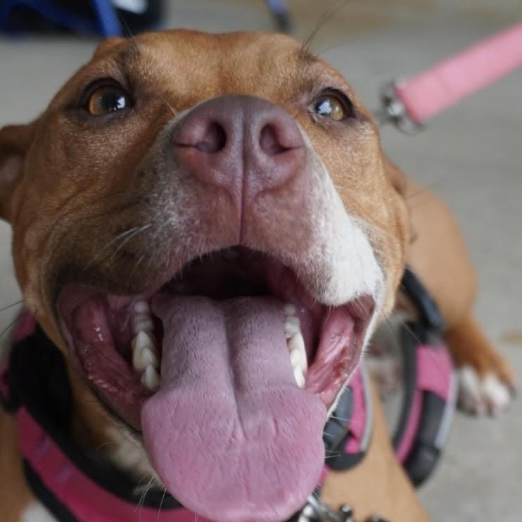 Enlarge Dottie, a Adoptable mixed breed in Water Valley, MS image 4/6