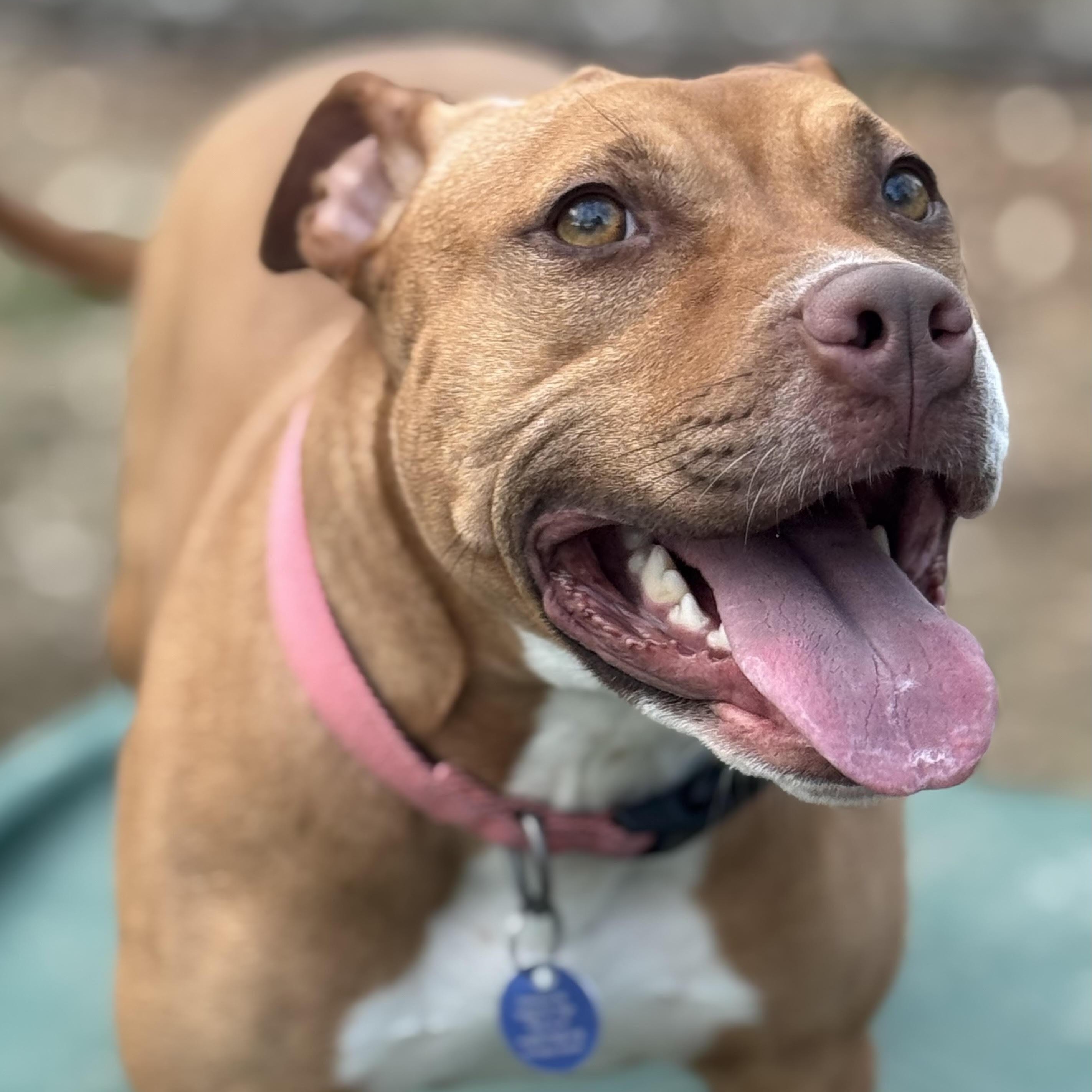 Enlarge Dottie, a Adoptable mixed breed in Water Valley, MS image 1/6
