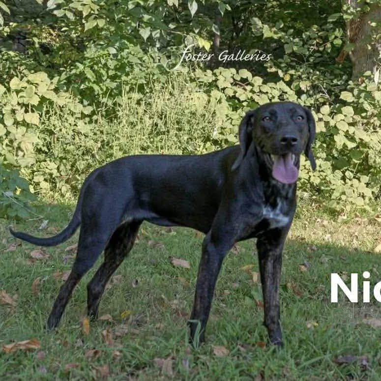 Nicole, Adoptable, Young Female Plott Hound.