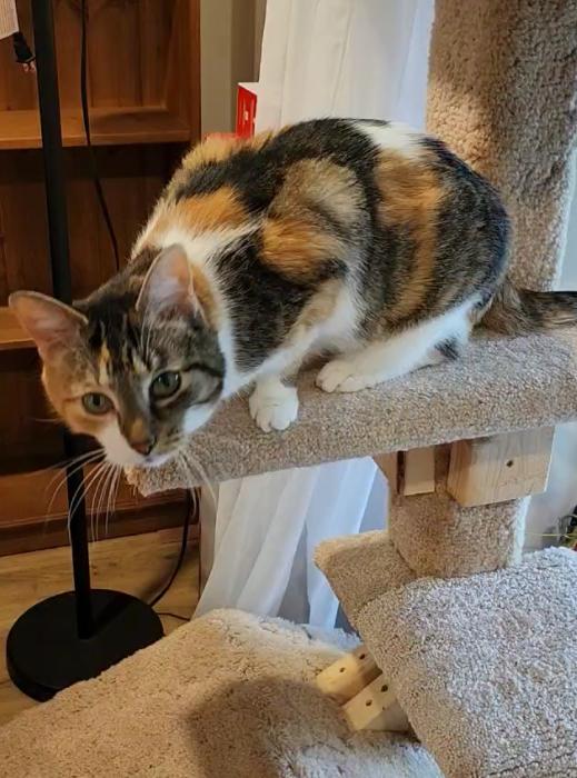 Maggie, a Adoptable Calico in Roberts Creek, BC image 3/5