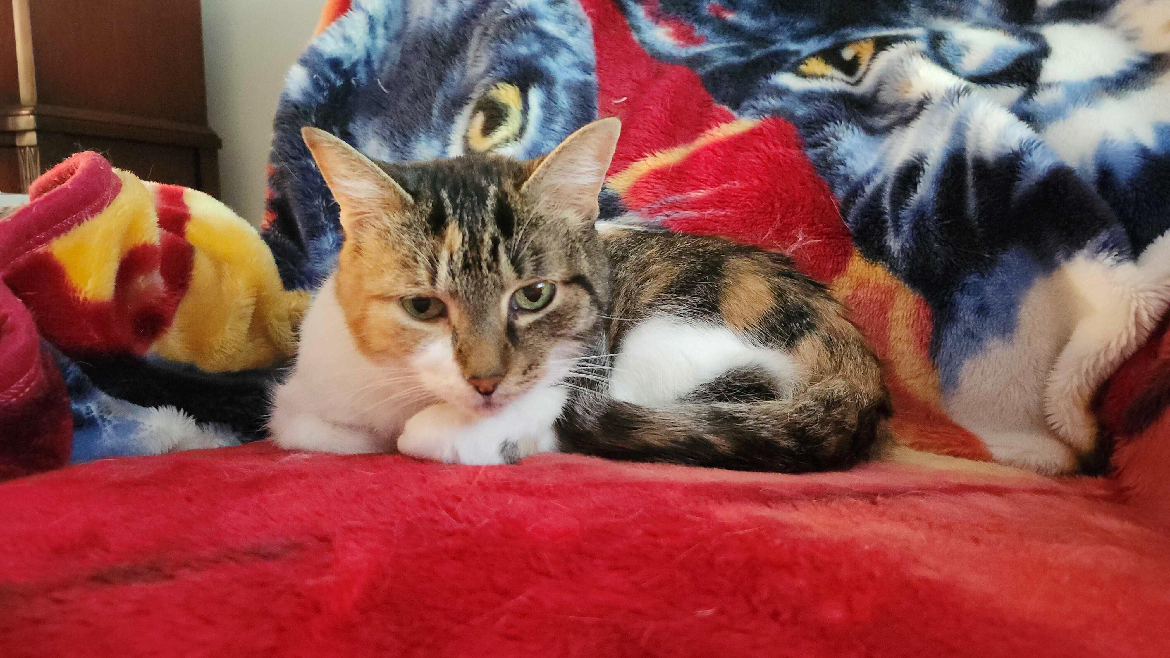 Maggie, a Adoptable Calico in Roberts Creek, BC image 1/5