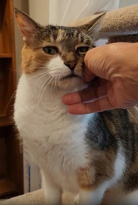 Maggie, a Adoptable Calico in Roberts Creek, BC image 4/5