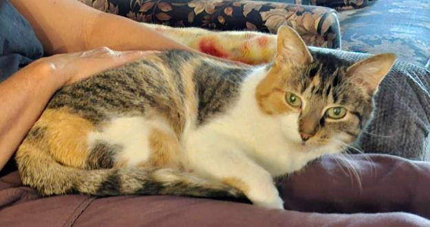 Maggie, a Adoptable Calico in Roberts Creek, BC image 2/5