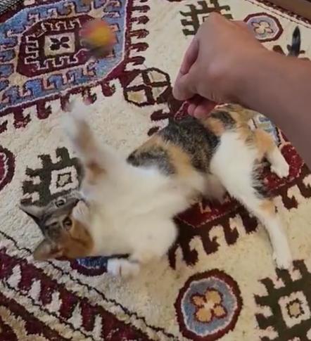 Maggie, a Adoptable Calico in Roberts Creek, BC image 5/5