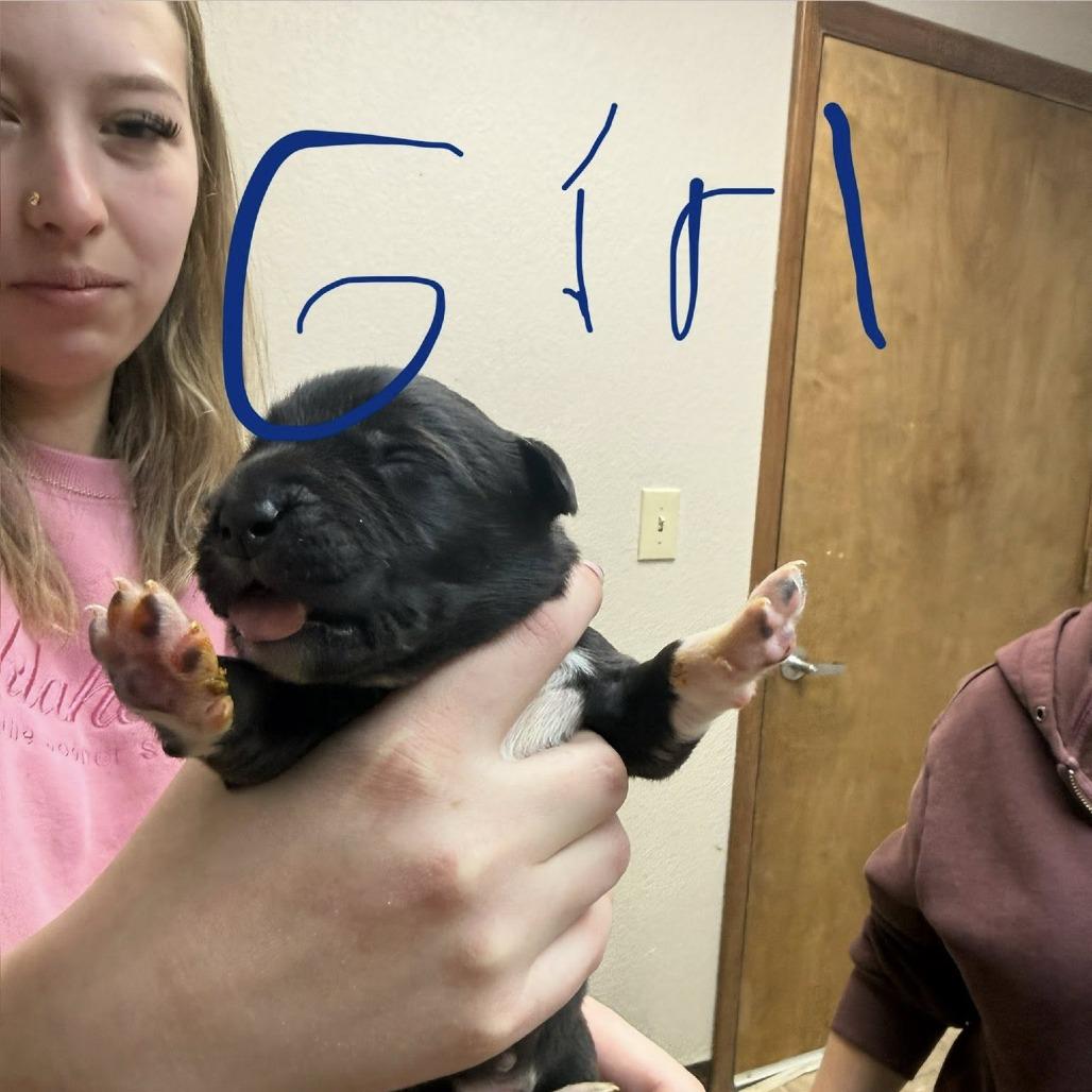 Enlarge puppy1_2_3_4_5_6_7_8, a Adoptable mixed breed in Collinsville , OK image 2/6