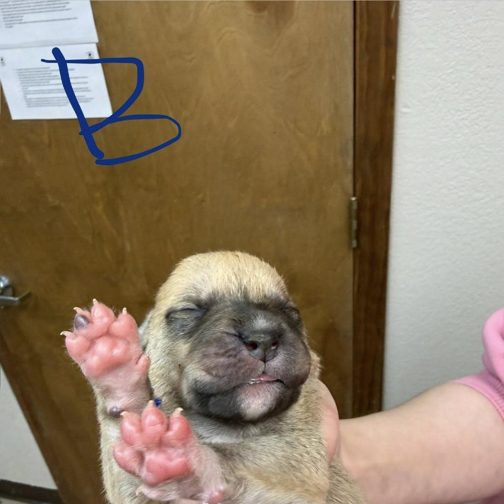 Enlarge puppy1_2_3_4_5_6_7_8, a Adoptable mixed breed in Collinsville , OK image 5/6