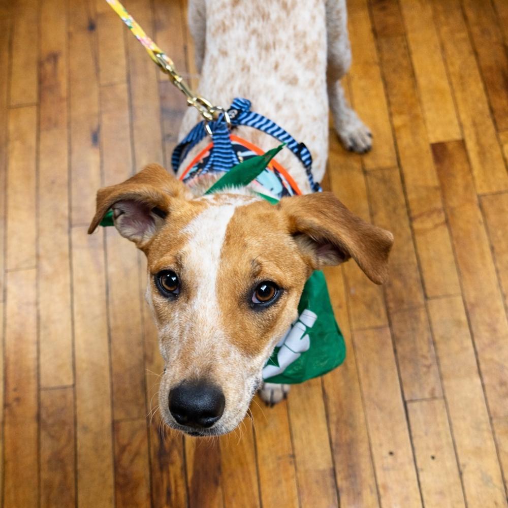 Enlarge Bebe - B litter, a Adoptable mixed breed in Lancaster, PA image 1/3