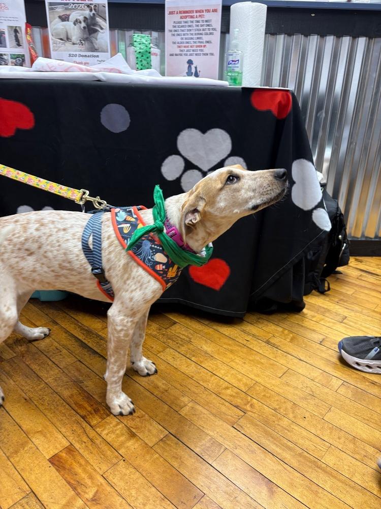 Enlarge Bebe - B litter, a Adoptable mixed breed in Lancaster, PA image 3/3