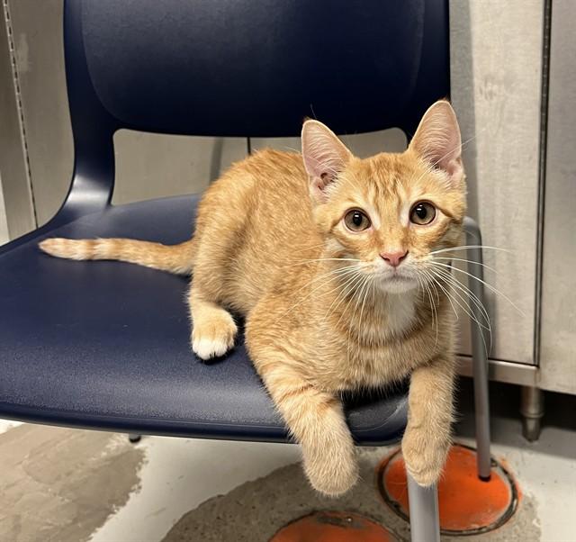 Enlarge FRANKIE, a Adoptable Domestic Short Hair in Toronto, ON image 1/1