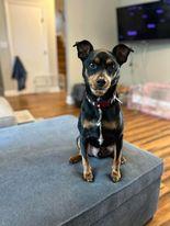 Hank, a Adoptable Miniature Pinscher in Newport, KY image 1/2