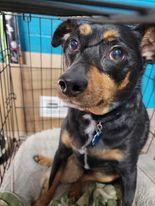 Hank, a Adoptable Miniature Pinscher in Newport, KY image 2/2