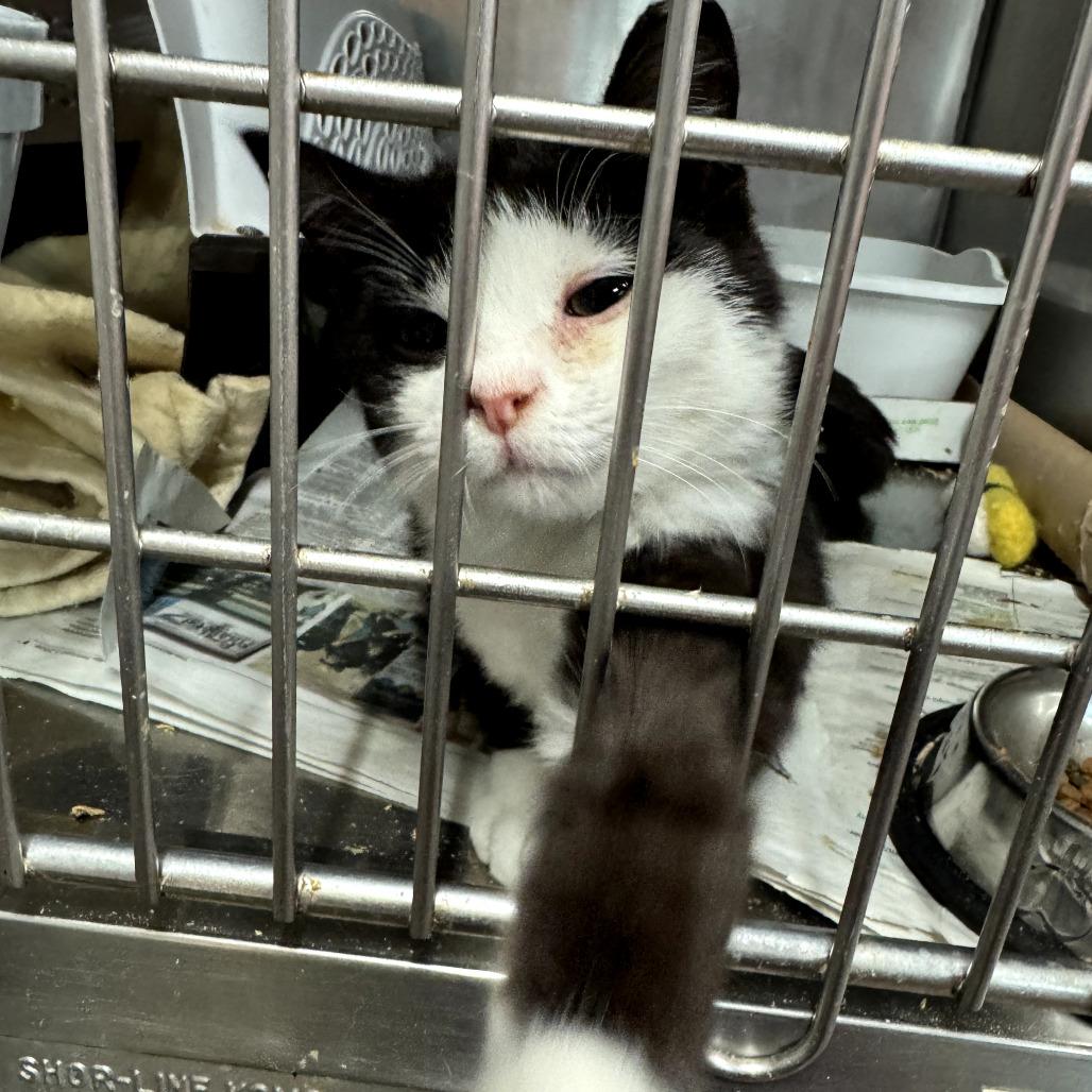 Enlarge 0326-88 Treats, a Adoptable Domestic Short Hair in Abingdon, MD image 2/4