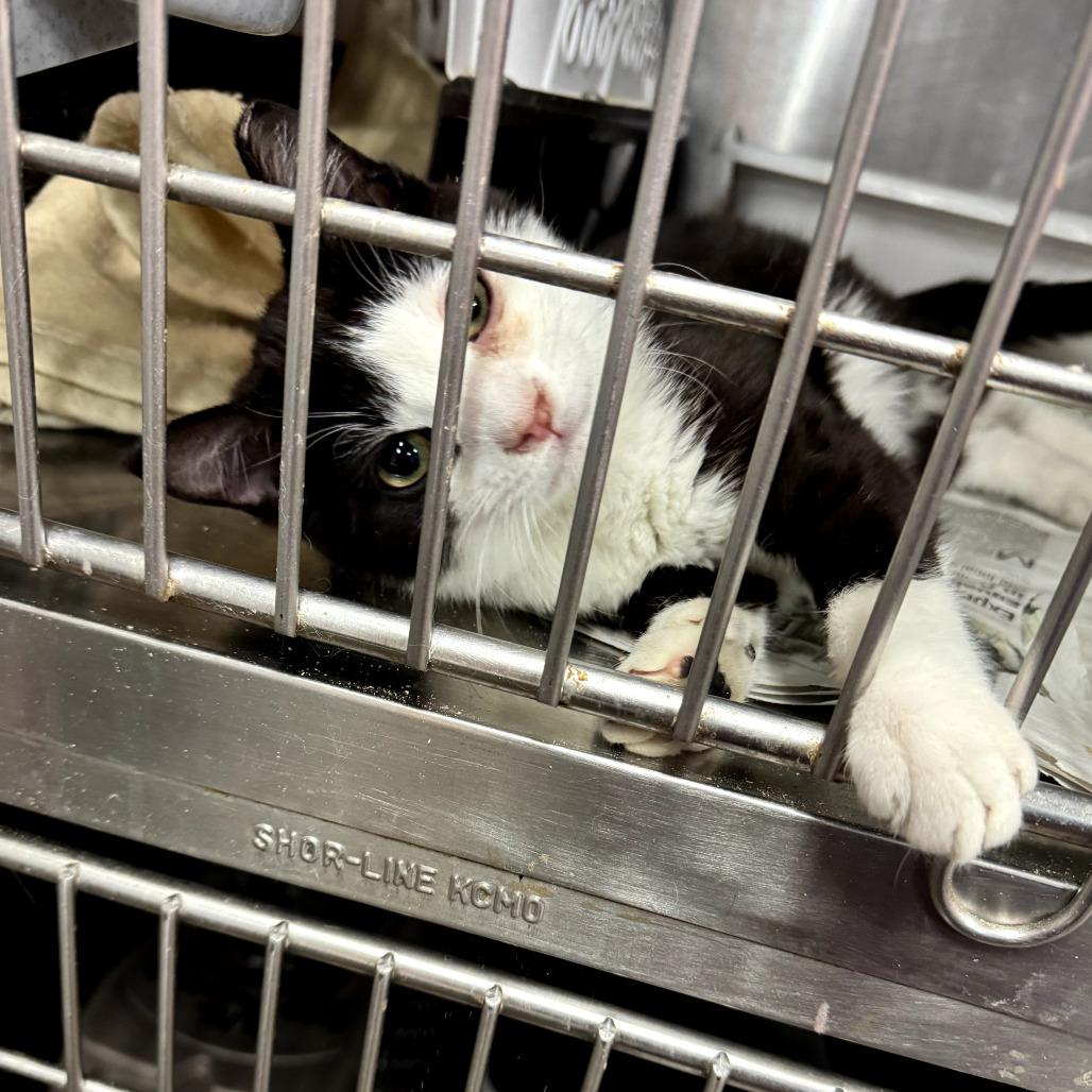 Enlarge 0326-88 Treats, a Adoptable Domestic Short Hair in Abingdon, MD image 3/4