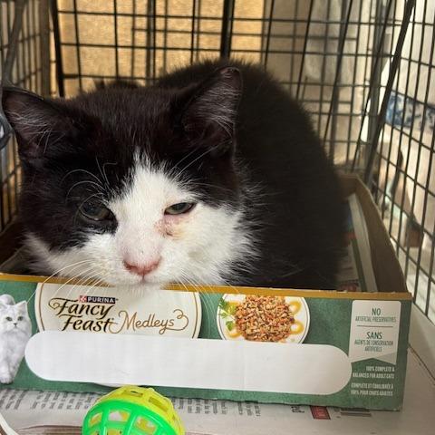 Enlarge 0326-88 Treats, a Adoptable Domestic Short Hair in Abingdon, MD image 4/4