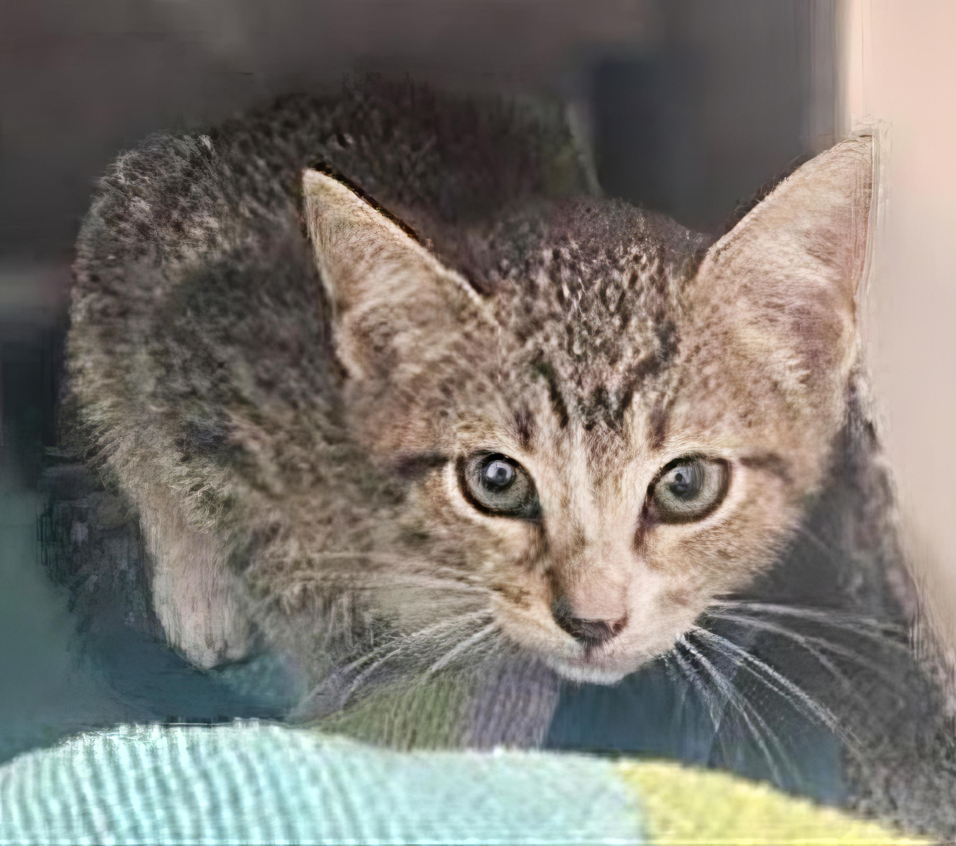 Peppa, Baby Female Domestic Short Hair