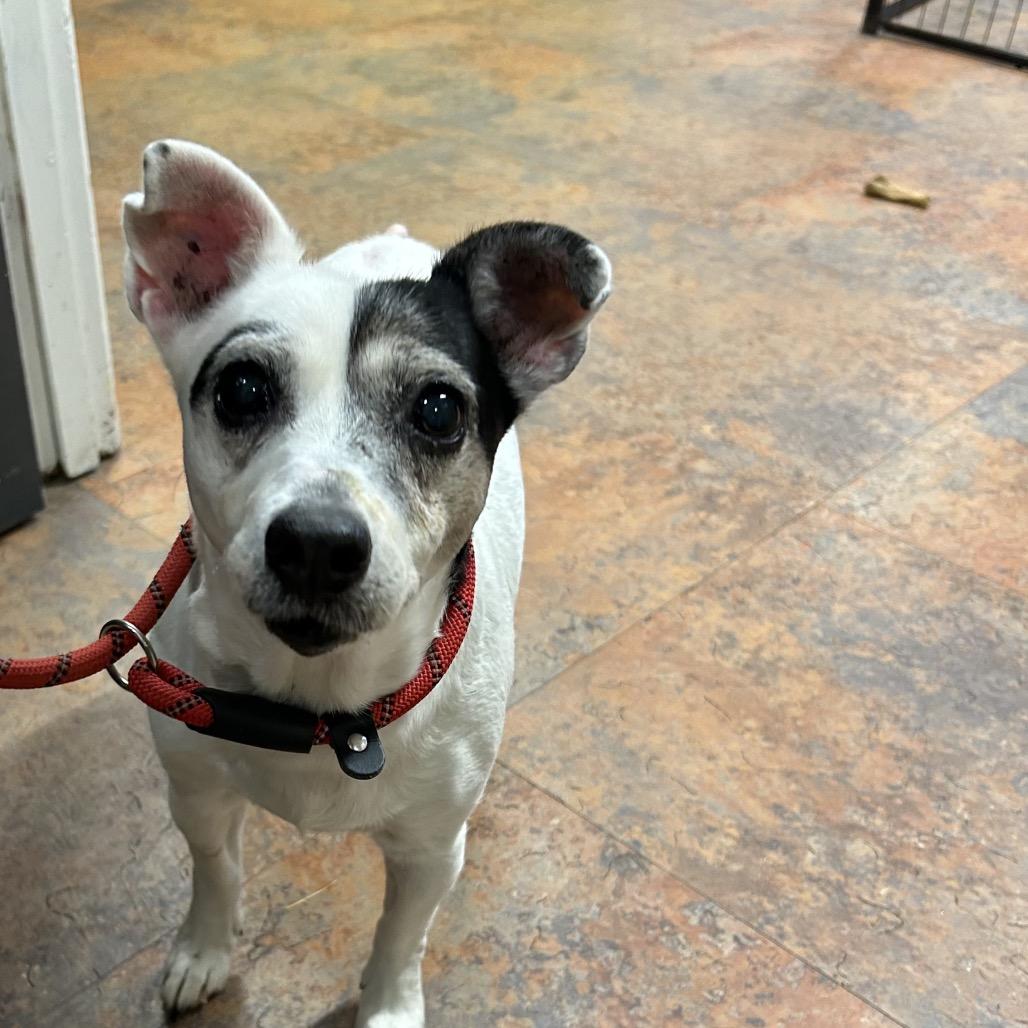 Enlarge Jenny, a Adoptable Jack Russell Terrier in Morganton, NC image 1/1